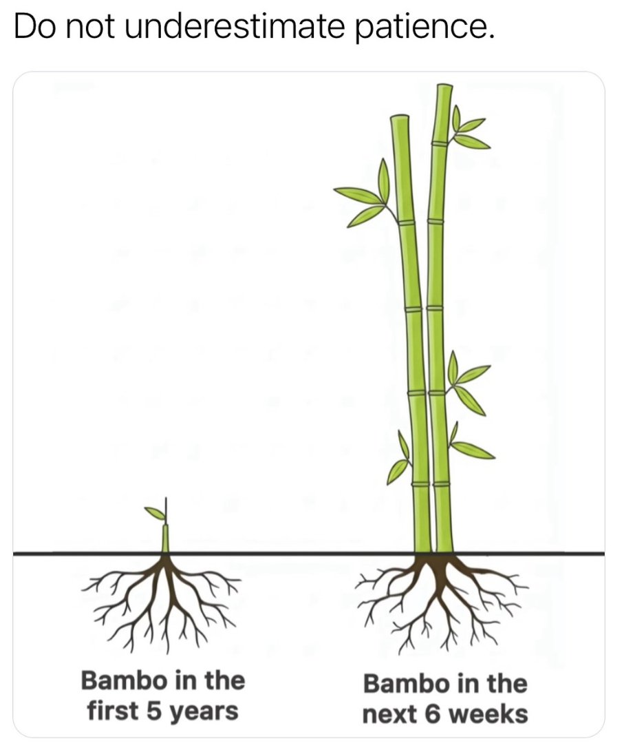 Bamboo forest